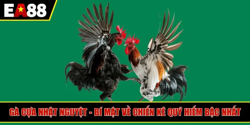 gà cựa nhật nguyệt