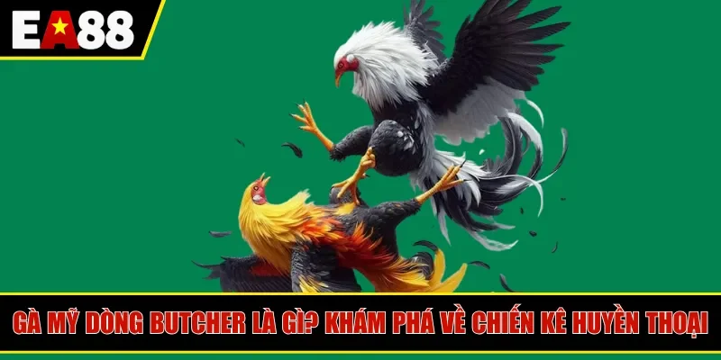 gà Mỹ dòng butcher